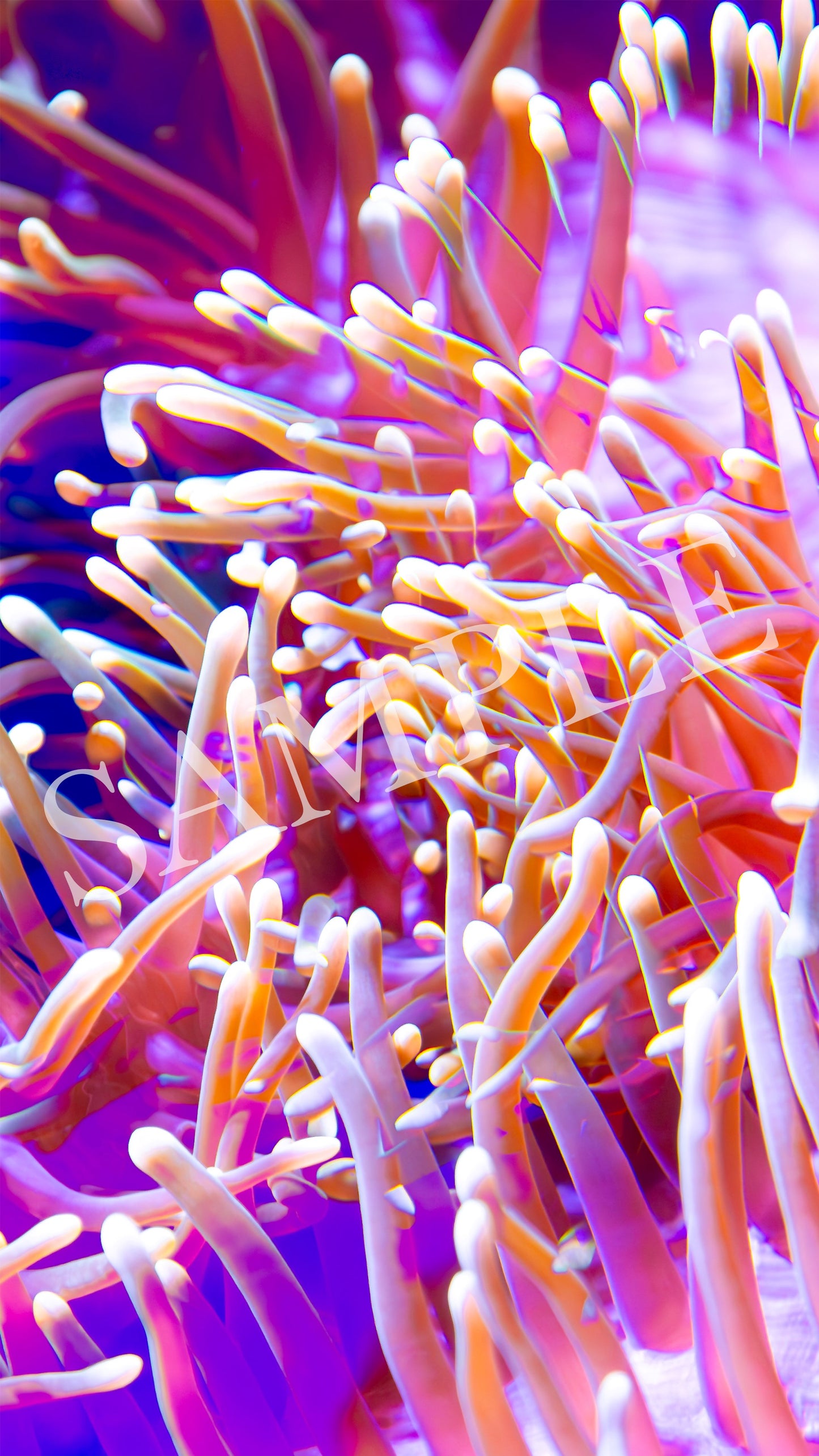 Follow Your Current Screensaver