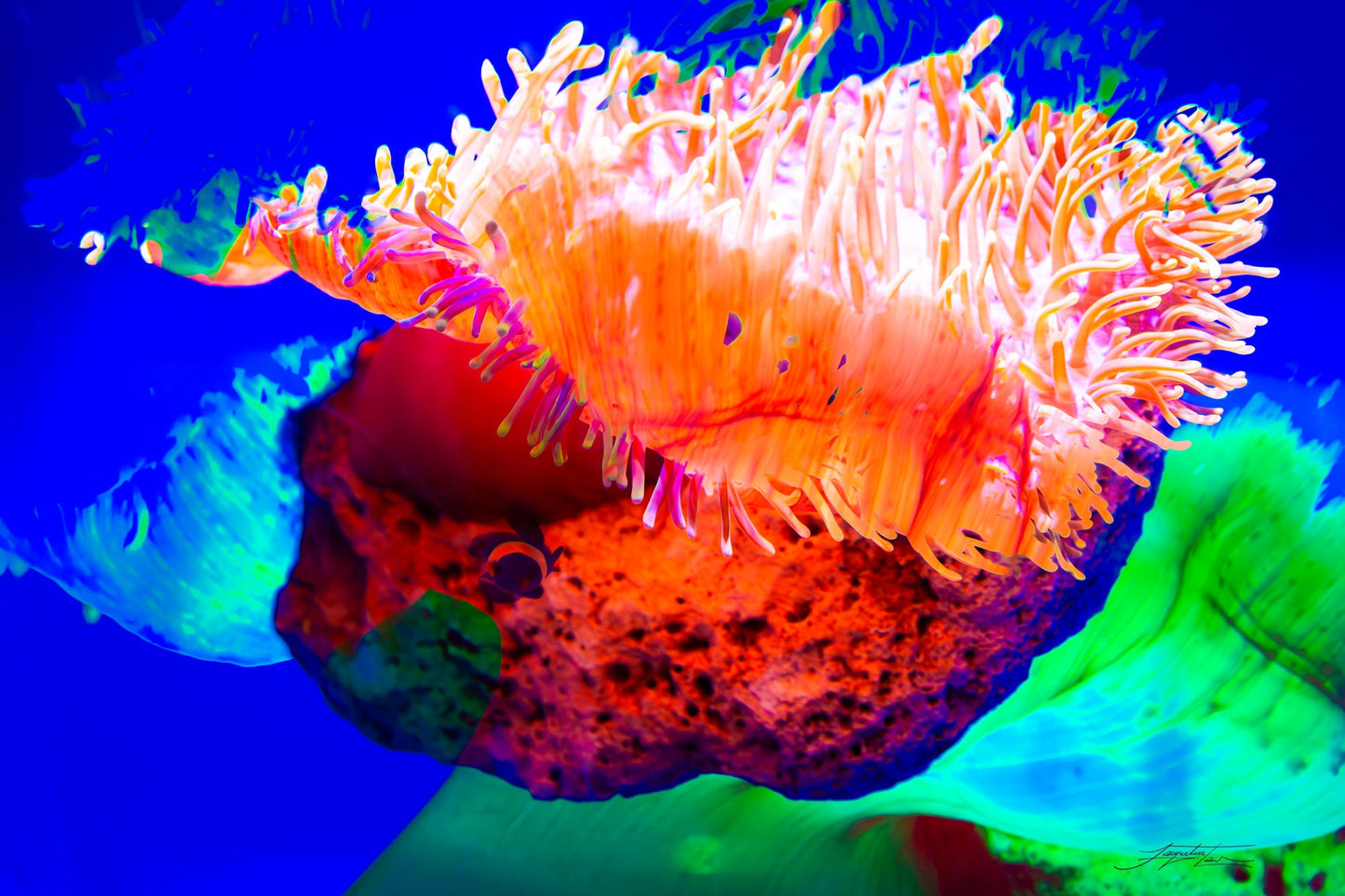 Heart of the Ocean Print